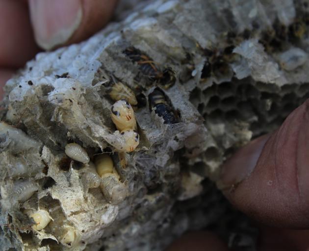 Wasps start off as larvae and hatch from cells they grow in within the nest.