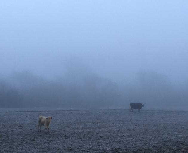 It was a foggy, frosty morning in Millers Flat. Photo: supplied 
