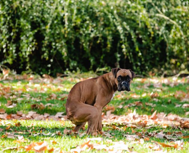 Plastic in dog store poop