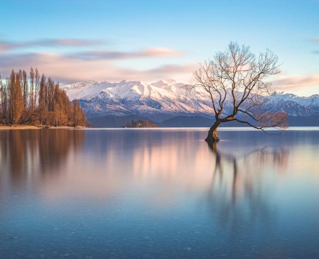 The famous lone tree reflected in Lake Wanaka. Photo: Getty Images 