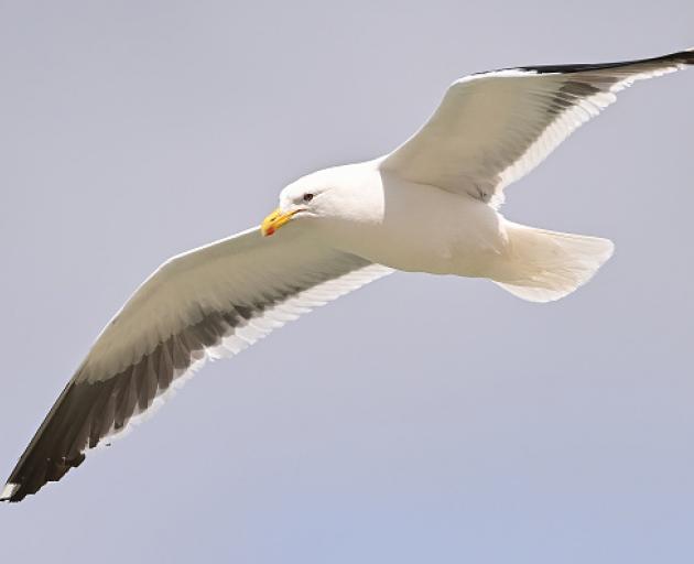 About 40 black-backed gulls have died. Photo: File image / Getty