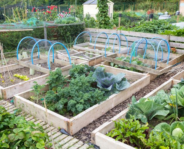 The Stop Community Food Centre in Toronto has grown from simply providing food for the hungry to helping them grow their own produce in community gardens. Photo: Getty Images 