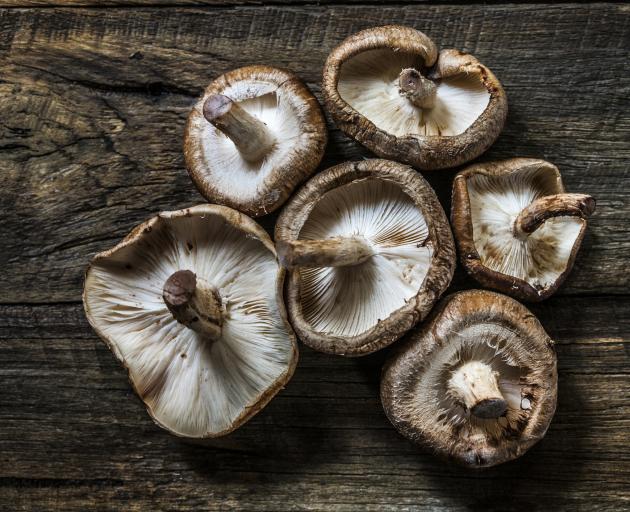 Shiitake mushrooms. Photo: Getty Images