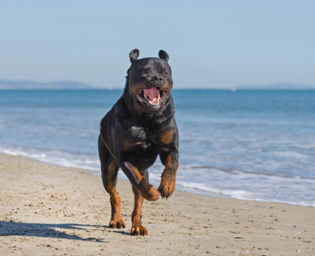 is it safe to take a dog to the beach