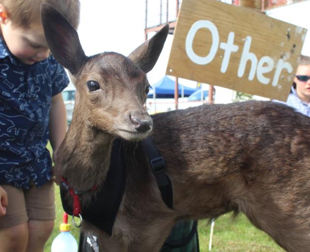 Fallow deer fawn Lethan waits with his owner Hudson Forde at the pet competition.
