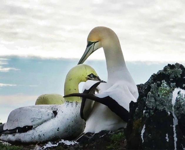 Nigel the gannet died surrounded by concrete birds. Photo: Supplied