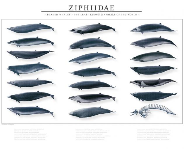 Jorg Mazur has been unable to complete this poster of the beaked whales of the world but may be...