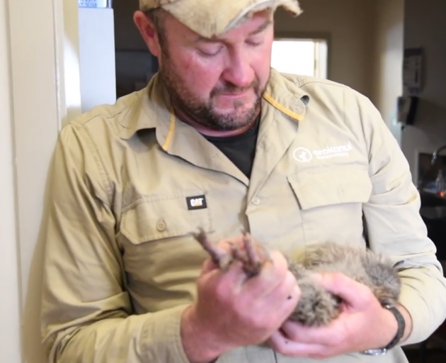 Elton Smith says the Haast tokoeka is a "notoriously difficult" kiwi to catch. Image: ODT 