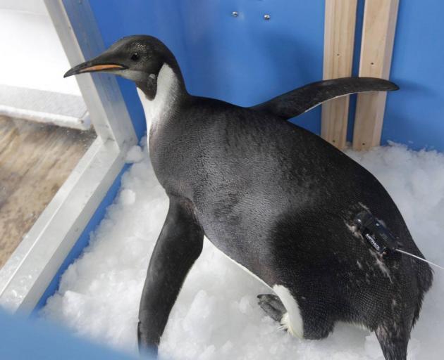 Happy Feet was found on Peka Peka beach, thousands of kilometres from his Antarctic home. Photo:...