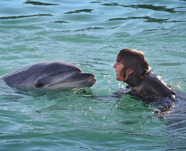 Pam Hanretty swims with Moko the dolphin in the Tauranga harbour. Photo: File