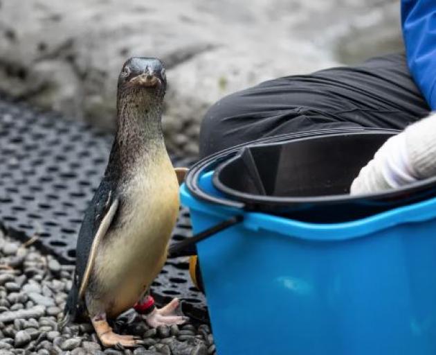 Photo: RNZ / Nate McKinnon