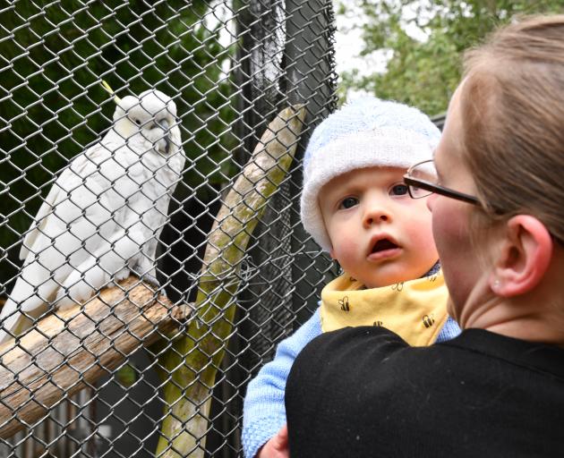 Zac the cockatoo was visited by 9-month-old Eric Larson and his mum Sam on Wednesday. PHOTO:...