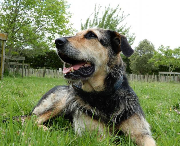 Retired working dog Floss, who was adopted by Helen Sheard. PHOTO: SUPPLIED