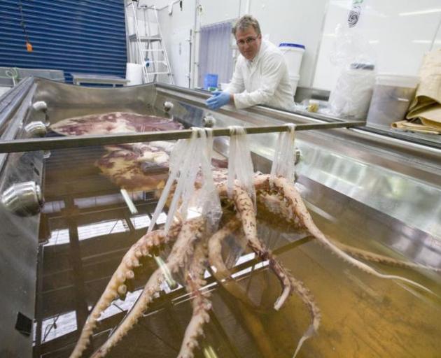 The Colossal Squid on display at Te Papa. Photo: Te Papa