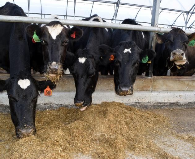 Cows eat silage in a Redpath sawdust barn in Kapuka in Eastern Southland.