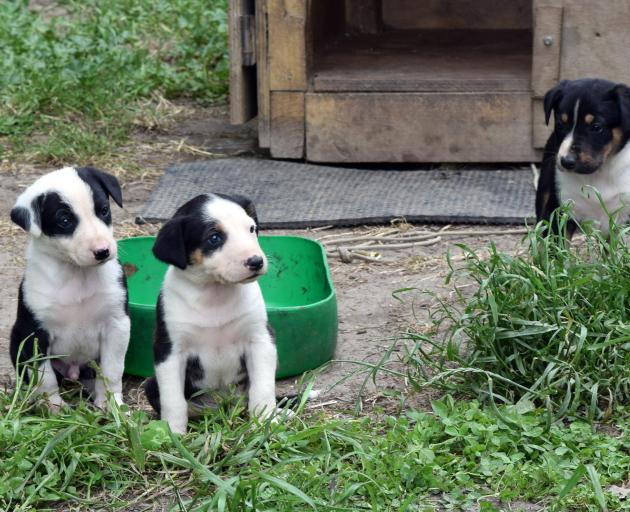 Pups that share the same bloodline as Meg.