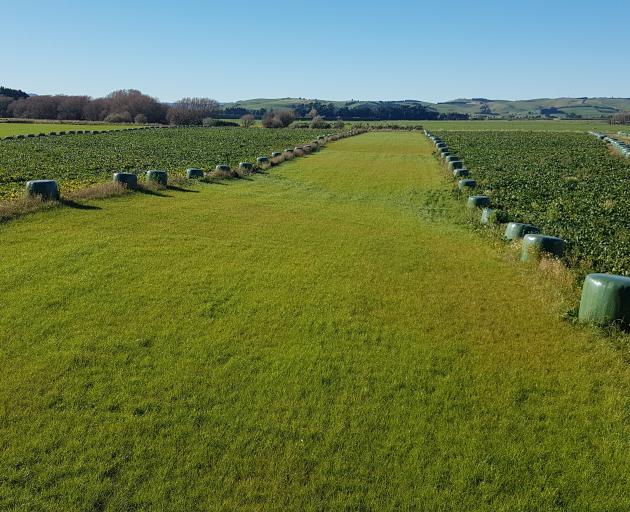 The strip winter grazing system of dairy farmers Peter and Emma Hammond in Central Southland this...