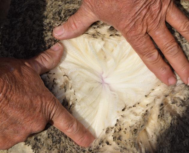 A judge inspects the quality of wool on a sheep on Patearoa Station.