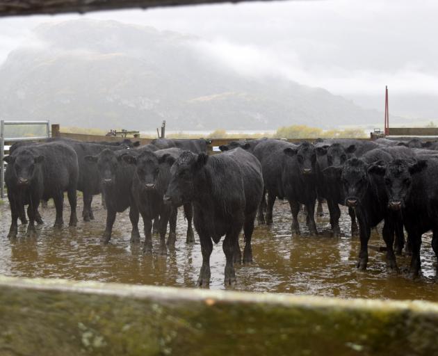 A pen of Angus steers at Matukituki Station.