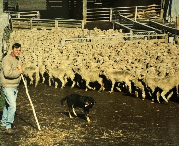 Denis Nyhon moving a flock of merino sheep at Long Gully Station.