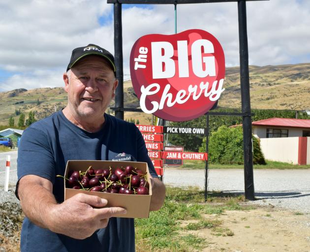  Chris Toms said picking started the first week of December and finished late last month. Photo:...