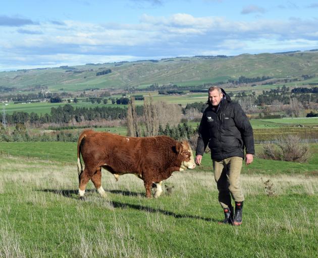 Sheep and beef farmer Jimmy Hill has launched his stud Hill Valley Simmentals in Teviot Valley. 