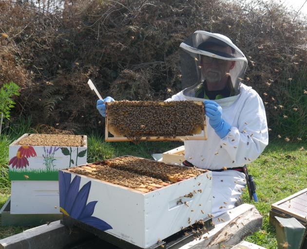 Beekeeper Mark Kirkwood holds up a frame covered in bees from one of his hives in  Harington Point. PHOTO: JESSICA WILSON