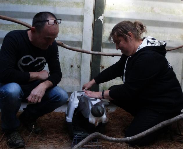 Dunedin Wildlife Hospital Trust chairman Steve Walker (left) and Project Kereru co-ordinator Nik...