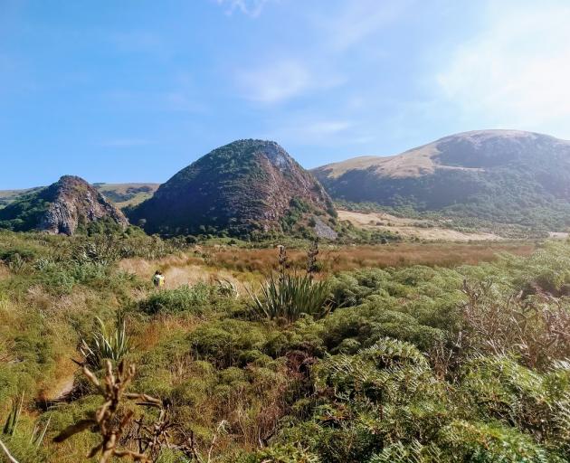 After years of possum eradication efforts, there is strong regrowth of native vegetation at Okia...