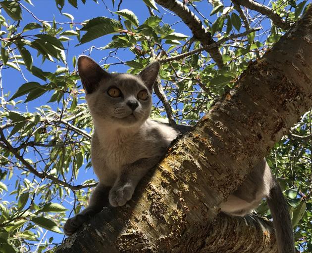 Family pets, such as Gypsy the cat, need to be cared for in an emergency too. PHOTO: SUPPLIED