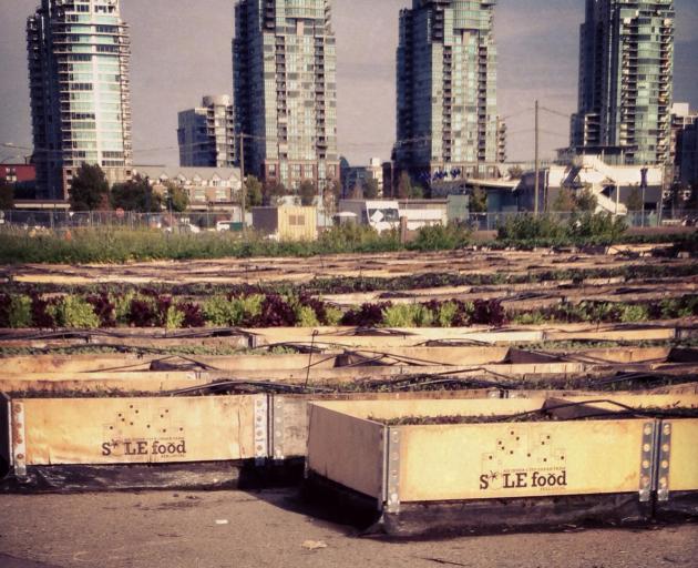 Sole Food Farms grows produce on disused urban land. Photo: Lisa Parker.