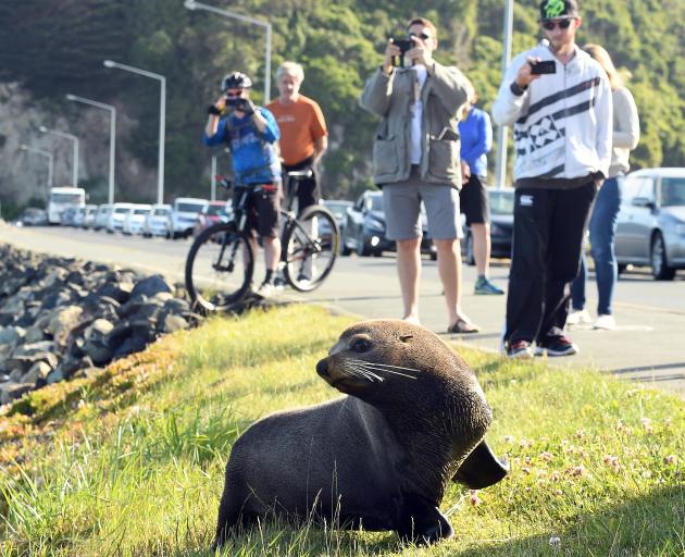 Dale the town-dwelling fur seal. Photo by Stephen Jaquiery.