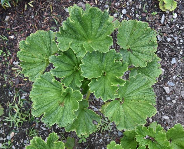 Subantarctic Island mega-herb punui (Stilbocarpa polaris). Photo by Gregor Richardson.