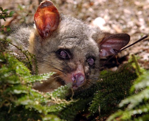 Controlling our pests is one step to improving the environment, candidates say. Photo: Otago Daily Times