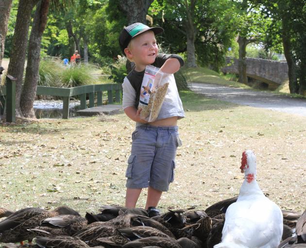 Jack Webster (3), of Oamaru, feeds the ducks in the Oamaru Public Gardens on Thursday.  Photo:...