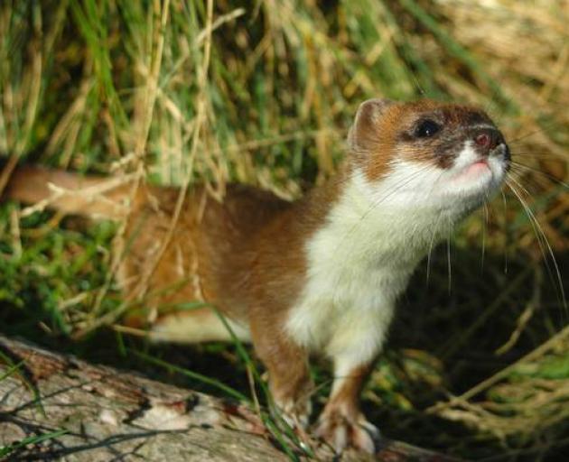 Stoats were brought here from in the 1880s, in a colossally ill-considered attempt to control...