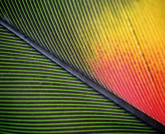 A close-up of a parrot feather. 