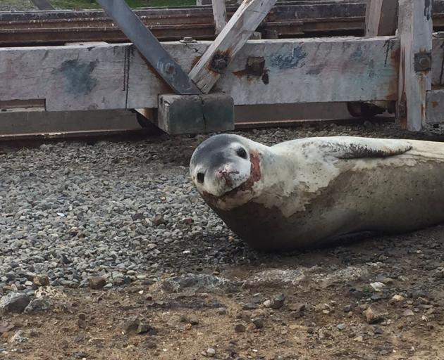 leopard seal cute