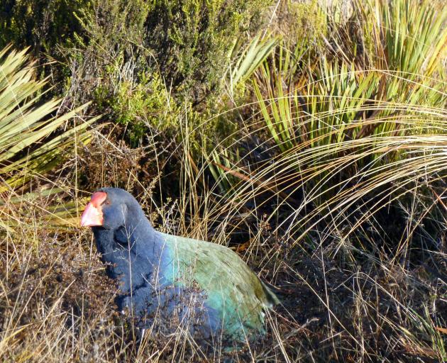 A takahe in its natural habitat. Photo: Alina Suchanski 