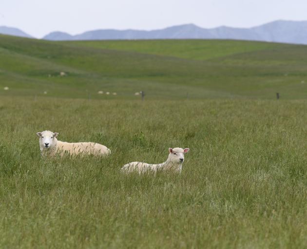 A ewe and lamb in lush grass near Ranfurly. Photo: Stephen Jaquiery
