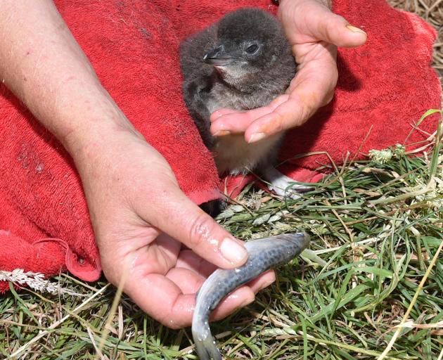 Dr Hiltrun Ratz feeds salmon smolt to a Little Blue penguin at Pilots Beach, on Otago Peninsula....