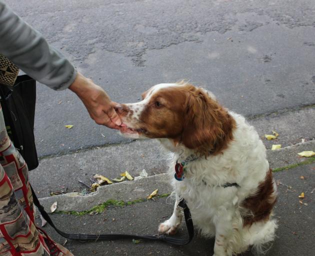 Gaucho picks up a piece of rubbish. Photo: Ella Stokes