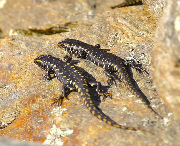 Skinks flatten themselves on the rocks to maximise heat transfer. 