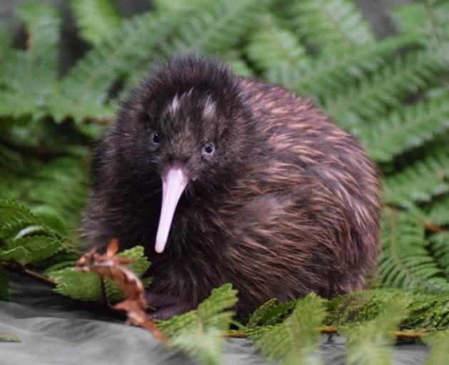 Damning report shows an environment in peril | Otago Daily Times Online