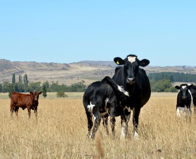 A calf feeds in a drought-struck paddock near Middlemarch. The treatment of methane from...