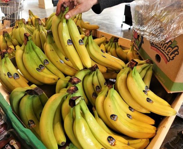 Bananas might one day be a staple crop for New Zealand. Photo: RNZ