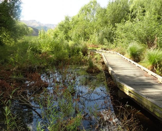 A visitor to Lake Hayes is dismayed by the state of the wetland at its southern end. Photo: Guy...