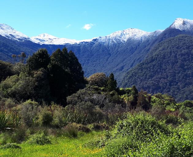 The Haast Tokoeka Sanctuary. Photo: Cassie Mealey 