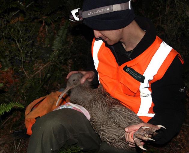 A new female Haast tokoeka gets a health check by Luke Easton. Photo: Heath Sinclair 