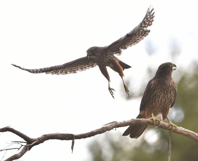 Falcons by a forestry block near Taieri Mouth. Photo: Peter McIntosh